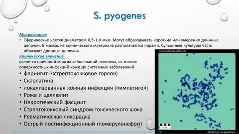 К каким группам какие стрептококки относятся