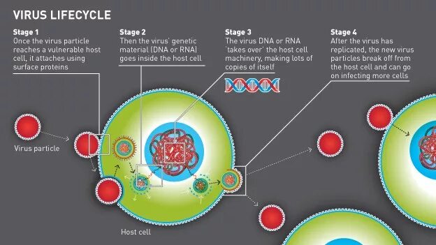 Cell virus. Virus Life Cycle. Viral Life Cycle. Cell Life Cycle. HIV Life Cycle.