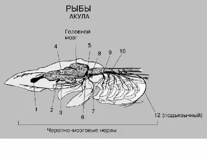 Мозги акулы