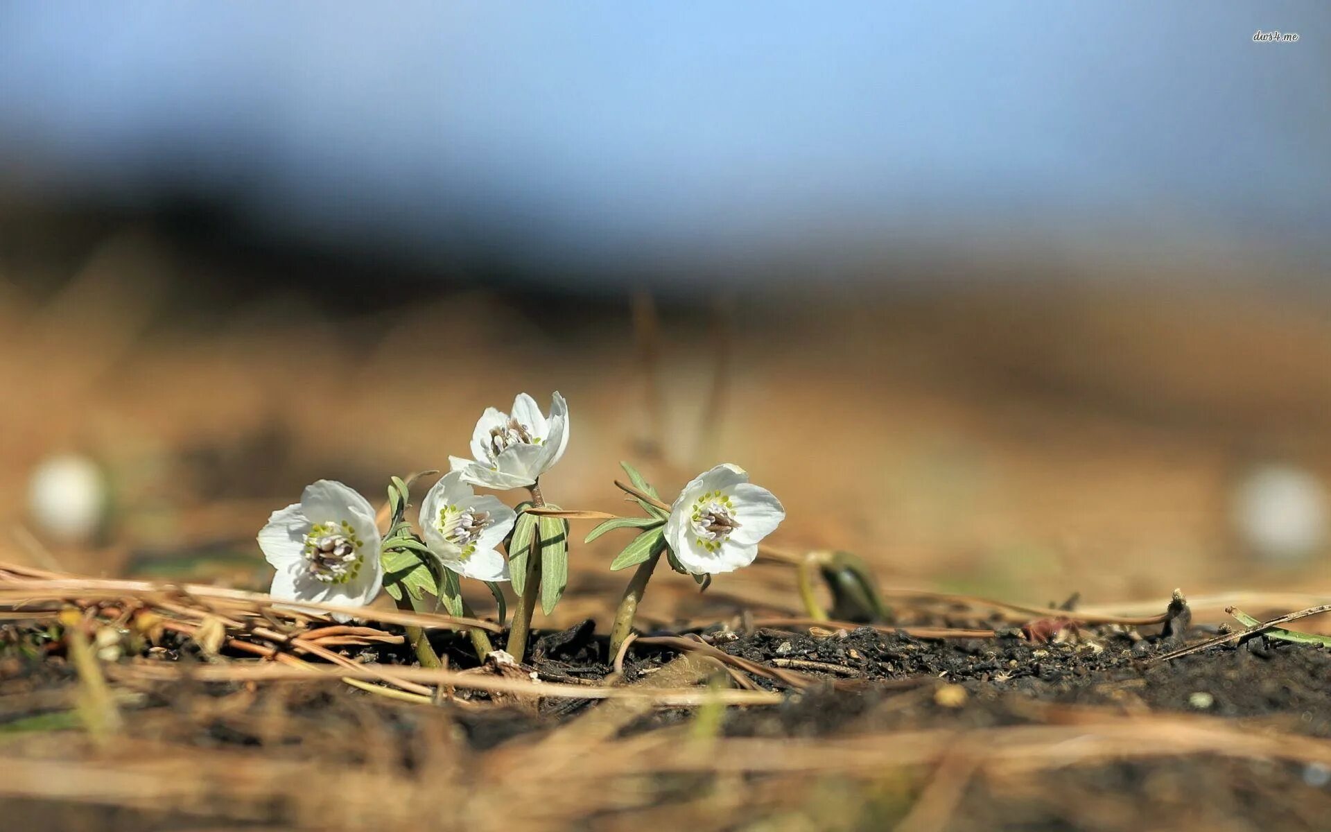 Tiny flower. Tiny flower