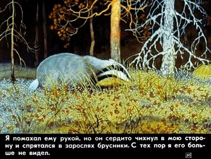 Барсучий нос время года