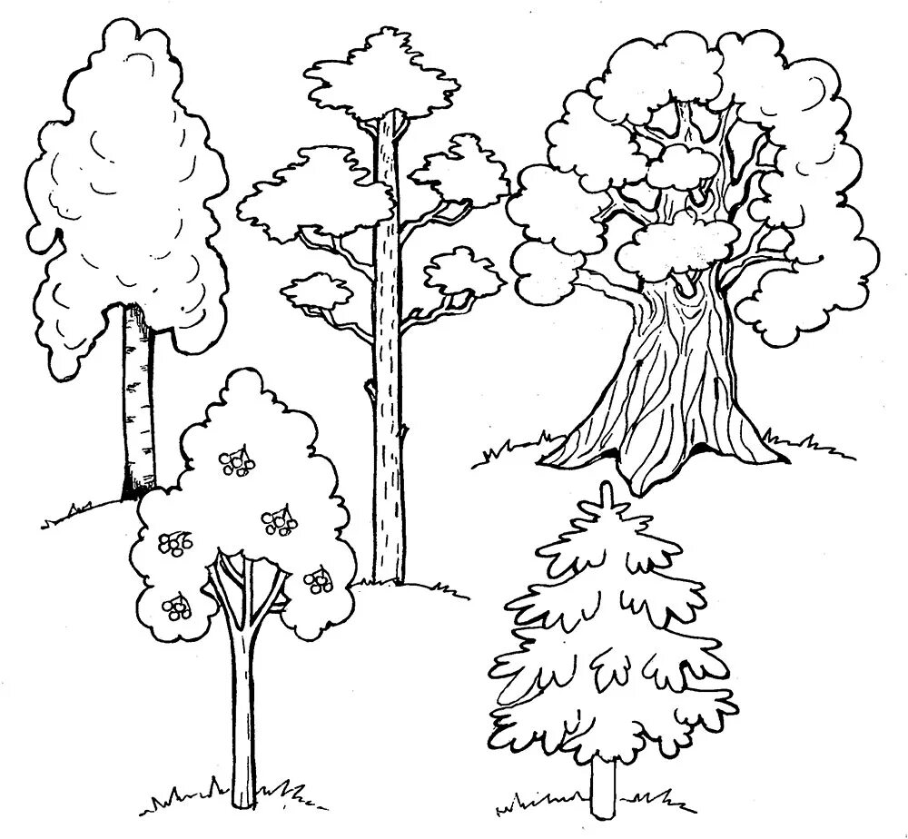 Раскраска окружающий мир 1 класс. Дерево раскраска. Раскраска деревья и кустарники. В лесу. Раскраска. Лес раскраска для детей.