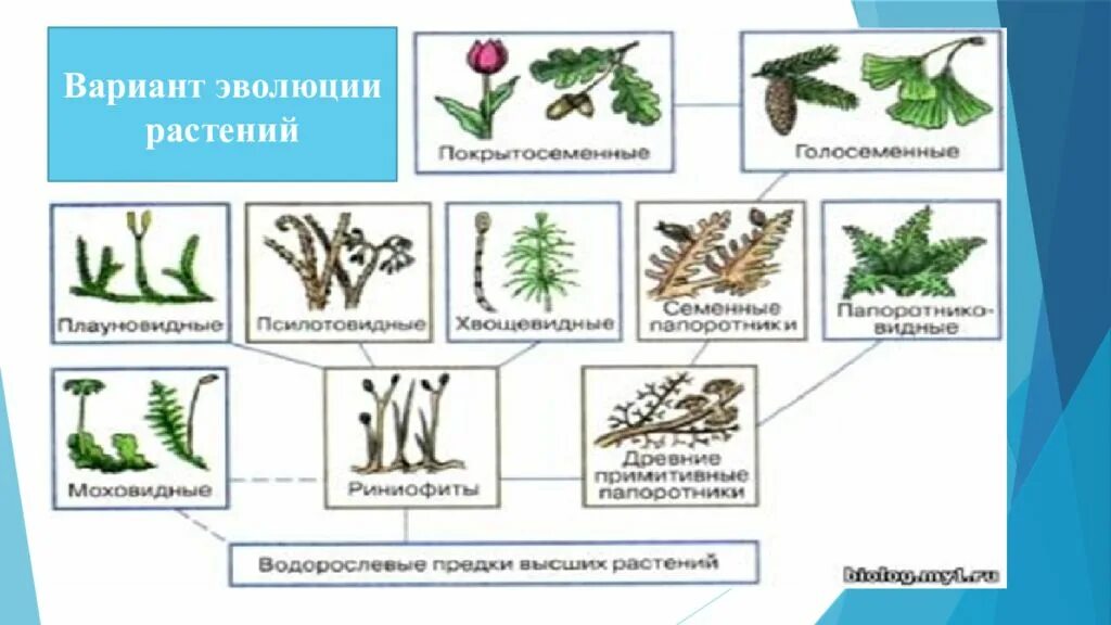 Типы эволюции растений. Предки высших растений. варианты развития растений. эволюция растений в море. загадки на тему эволюция растений.