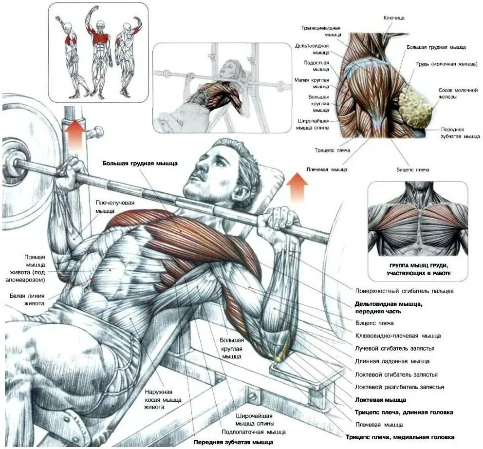 Жим лежа анатомия мышц. Упражнения на грудные мышцы. Качание грудных мышц. Упражнения на верх грудных мышц. Упражнения на развитие грудных мышц