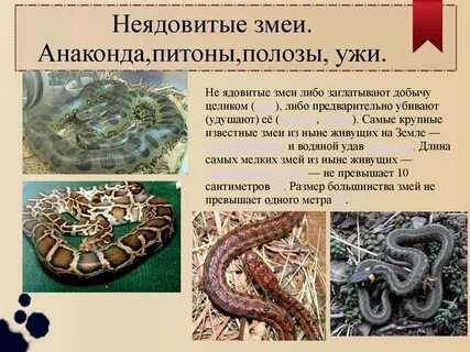 Ядовитые и неядовитые змеи