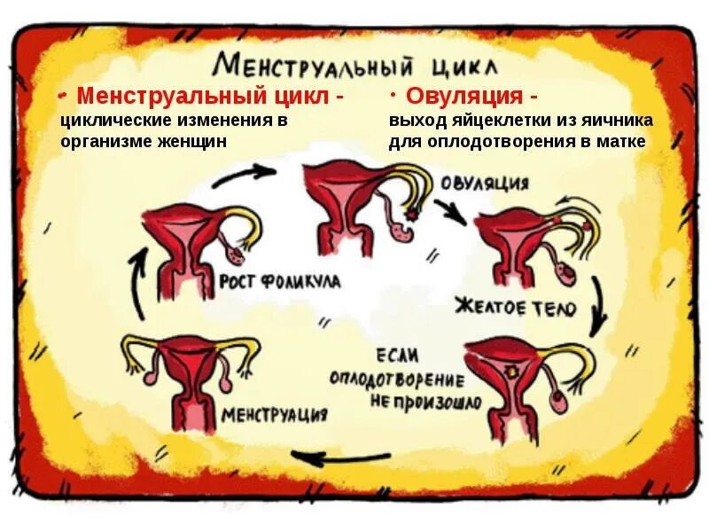 Почему во время месячных причины