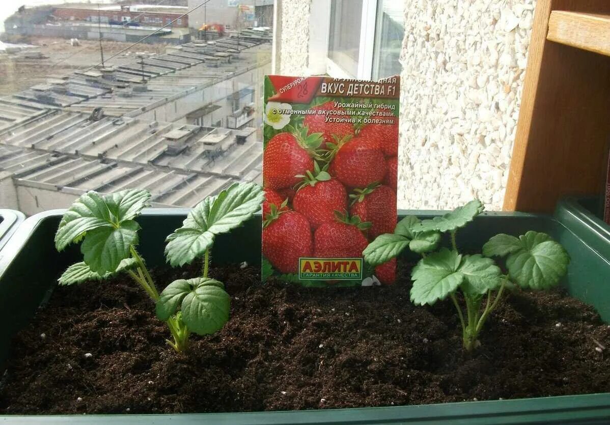 Масло семян клубники. Клубника московские зори. Клубника ремонтантная всходы. Семена клубники ремонтантной. Земляника гигантелла семена.