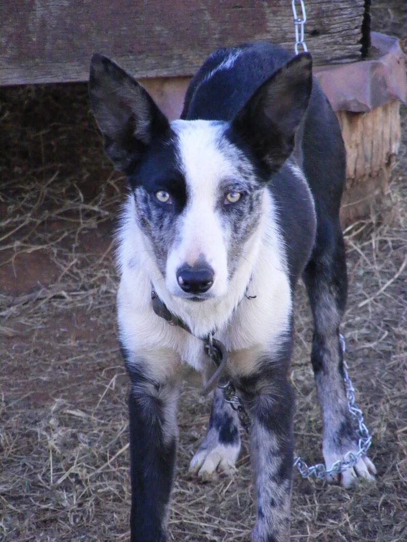 австралийская пастушья собака кули. кули собака. джамен кули собака. австралийский келпи мраморный. австралийский келпи мраморный.