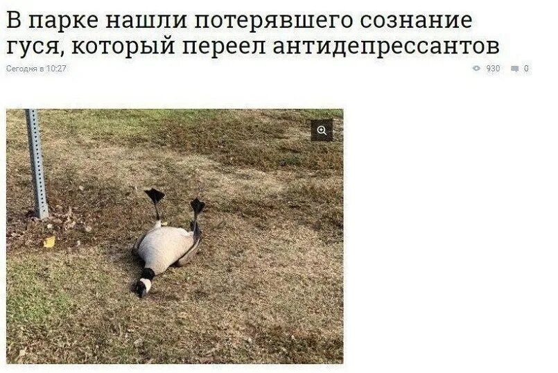 Гусак гоша. Айова клипы. Гусь укусил меня песня айова. Гусь укусил меня песня айова. Гусь укусил меня песня айова.
