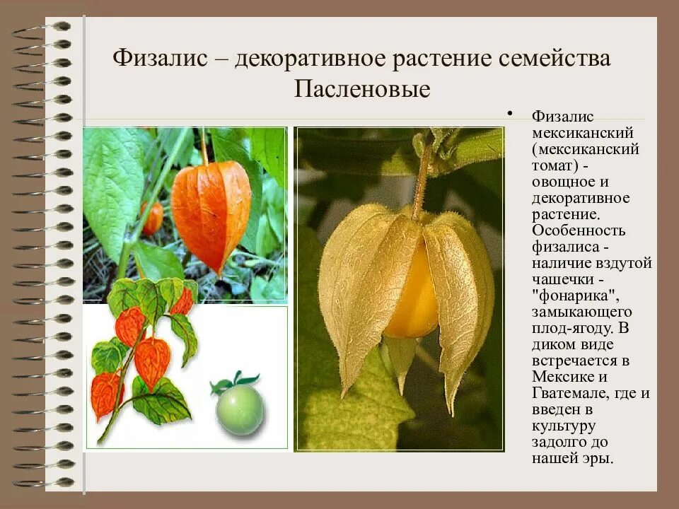 Овощи семейства пасленовых. Физалис семейство Пасленовые. Двудольные растения Пасленовые. Пасленовые растения физалис. Декоративные растения семейства пасленовых.