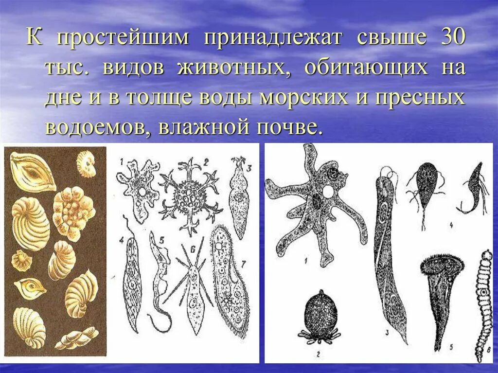 Назовите типы простейших. Одноклеточные животные. Форма тела простейших. Простейшие организмы. Одноклеточные организмы.