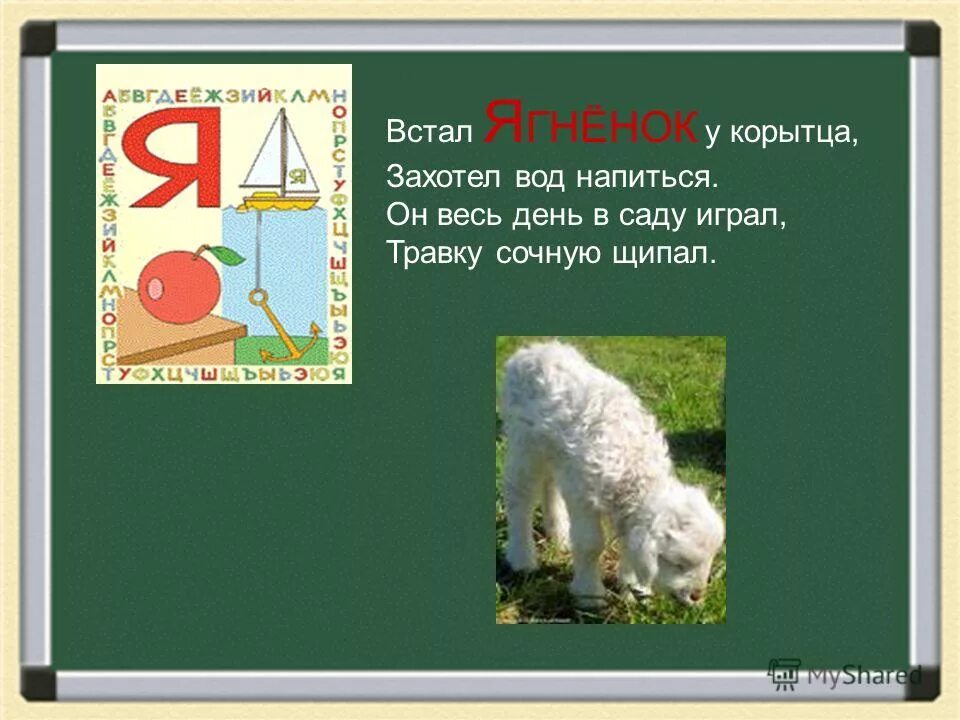 Ягненок не встает на ноги. Маленький барашек лежит. Ягненок не встает на ноги. Беломышечная болезнь молодняка телят. Колибактериоз молодняка крс.