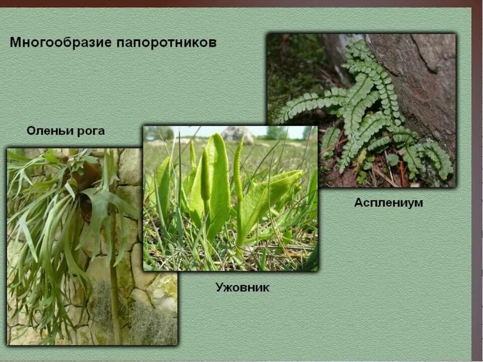 Названия папоротников список. Кочедыжник питание автотрофное. Нефролепис асплениум платицериум. Представители папоротникообразных. Папоротники лиственные.
