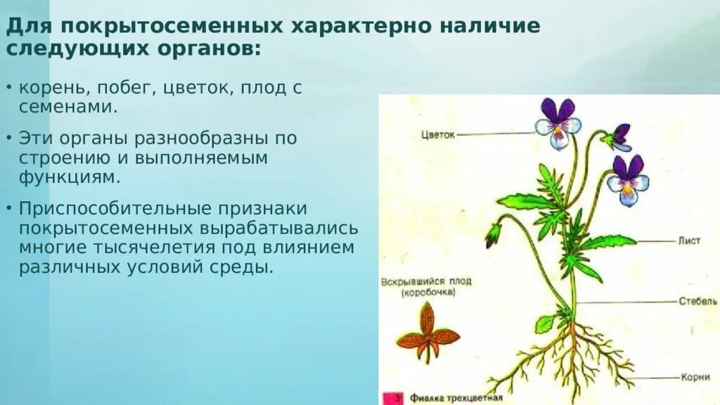 Характерные цветы для покрытосеменных