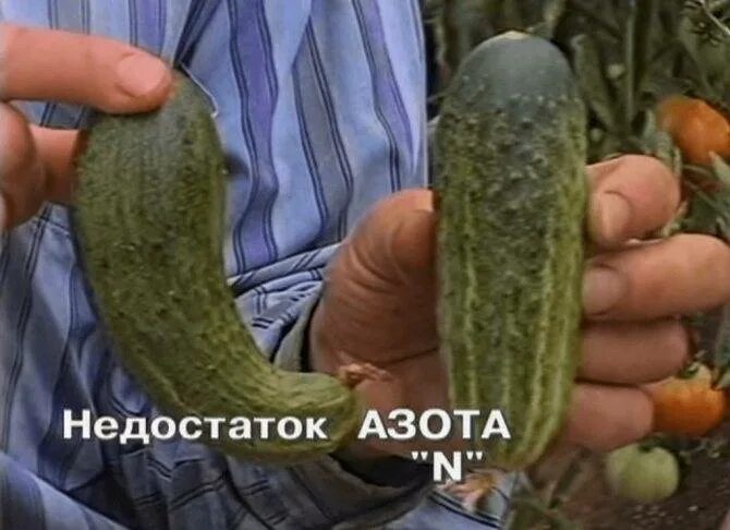 Огурцы кончики острые чего не хватает. Толстый огурец. формы для огурцов. огурцы неправильной формы. дефицит азота у огурцов.
