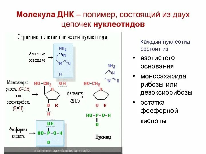 Мономеры ДНК нуклеотиды. Из каких частей состоит нуклеотид ДНК схема строения. Составные части нуклеотида. Нуклеотид состоит из.