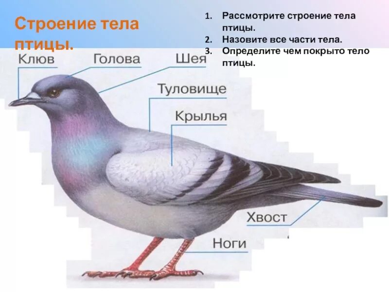 Строение птицы. Части тела птицы. Тело птиц покрыто. Строение туловища птицы.