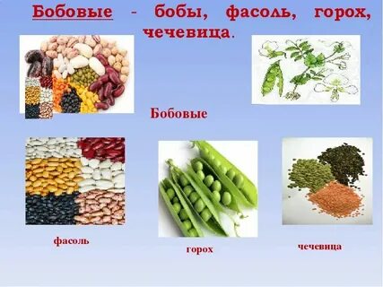 Сколько нужно связок бобовых гранат