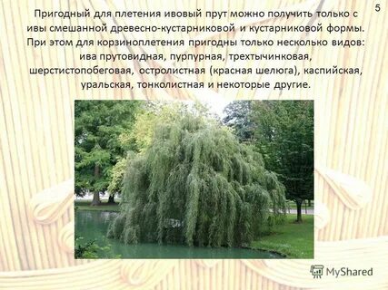 Народное название ивы кроссворд