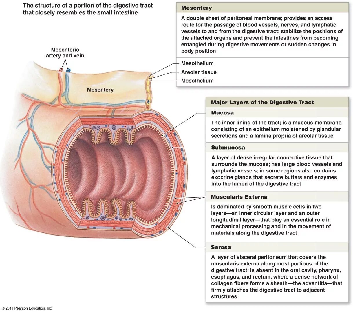 Тонкий кишечник тест. Structure of the Digestive System. Тонкий кишечник препарат анатомия.