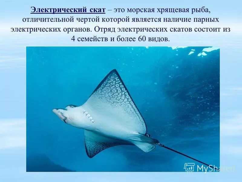 характерные особенности хрящевых рыб. хрящевые рыбы туловище. форма тела хрящевых рыб. форма тела хрящевых рыб. хрящевые рыбы строение акулы.