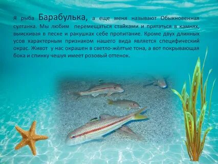 Море слов рыбы