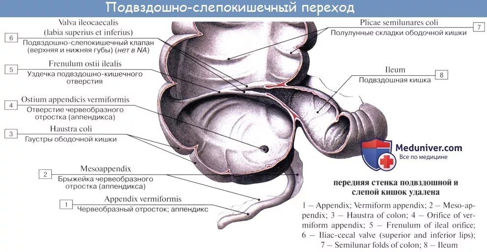 Слепая кишка стенки. Слепая кишка строение стенки. Строение червеобразного отростка анатомия. Слепая кишка и червеобразный отросток строение. Строение слепой кишки и червеобразного отростка.