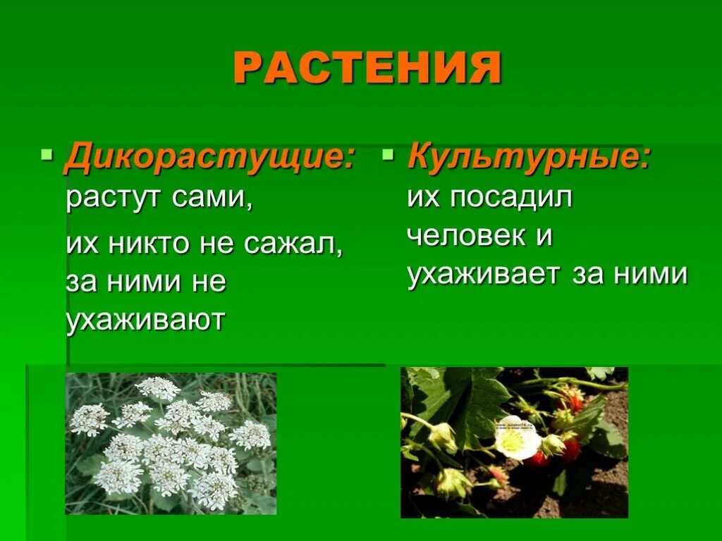 Культурные растения. Дикорастущие и культурные растения. Цветы дикорастущие и культурные. Проект дикорастущие растения.