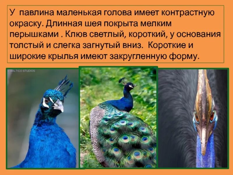 Тавус. Павлин презентация. Павлин яванский альбинос. Детям о павлине. Павлин.