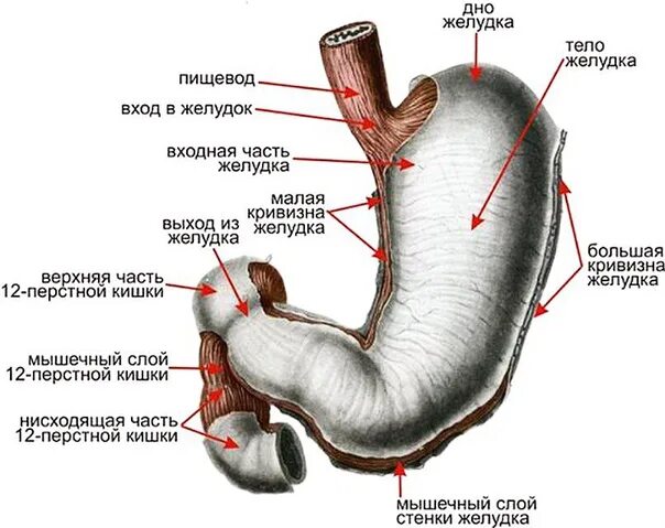 Пролапс желудка в пищевод