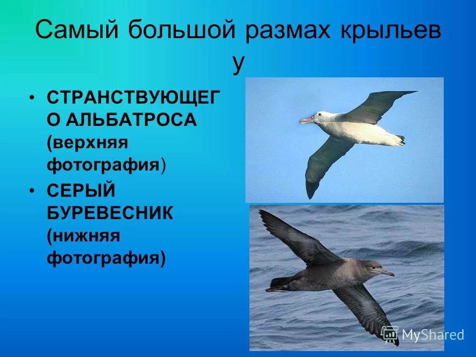 Самый большой размах крыльев. Странствующий альбатрос размах крыльев. Альбатрос птица размах крыльев. У какой птицы наибольший размах крыльев. Самый большой размах крыльев.