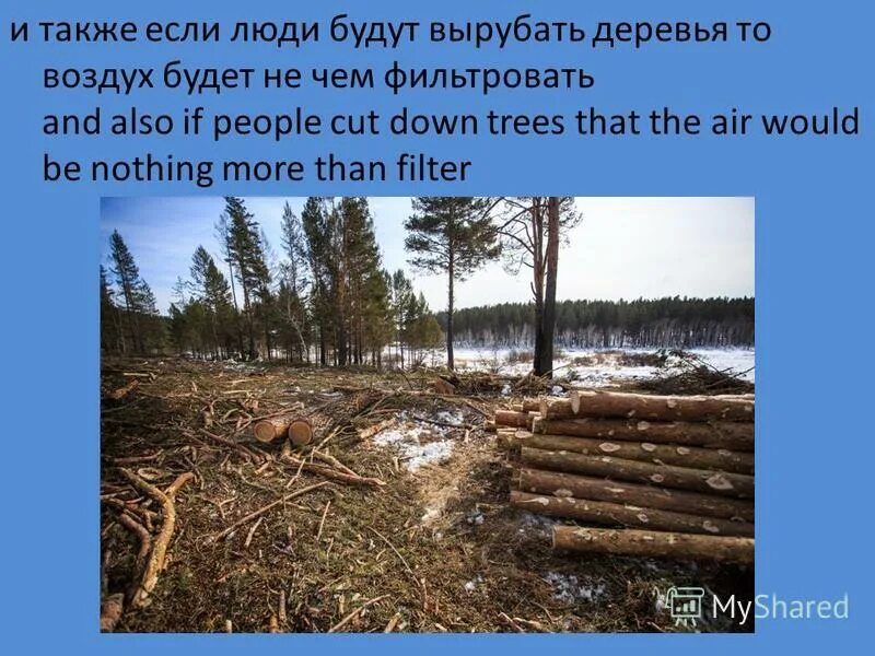 Плюсы и минусы вырубки деревьев. Аоследствиявырубки леса. Аоследствиявырубки леса. Вырубка лесов текст. Минусы вырубки лесов.