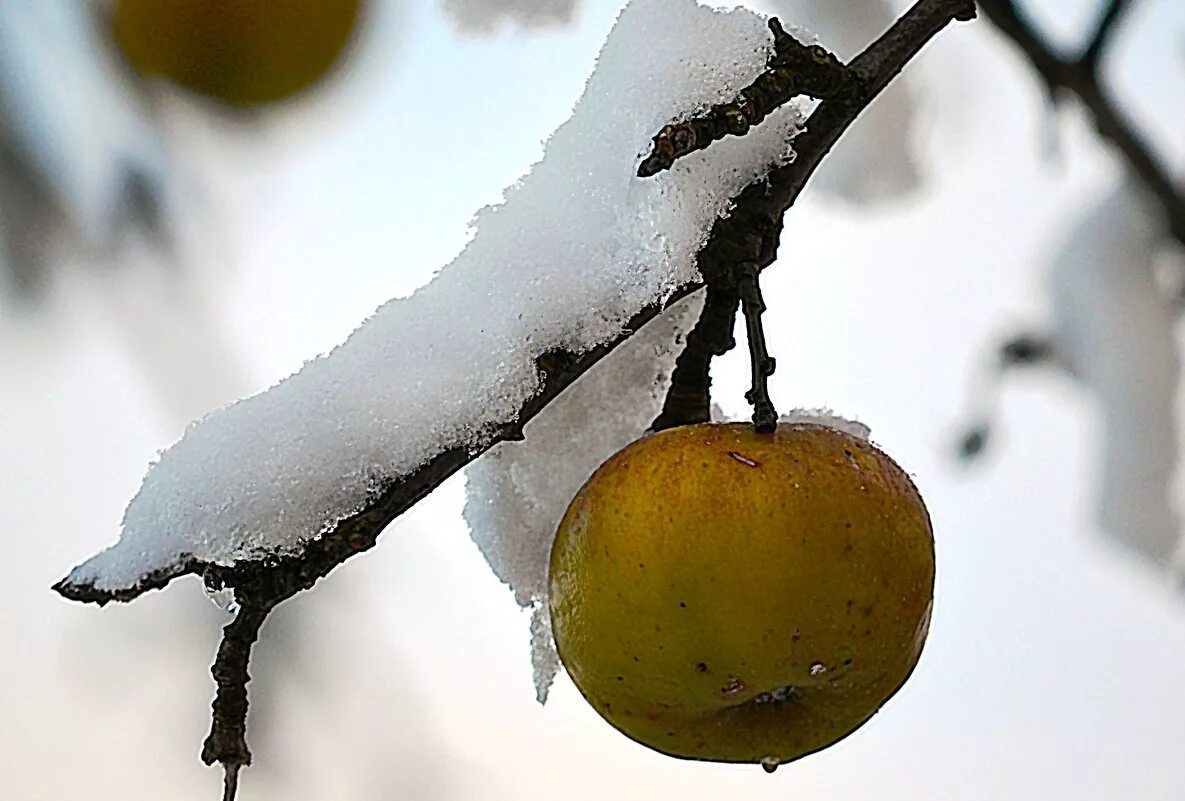 плодовые деревья в снегу. яблоки зимой на дереве. зимние яблоки. яблоки зимой на дереве. яблоня с яблоками зимой.