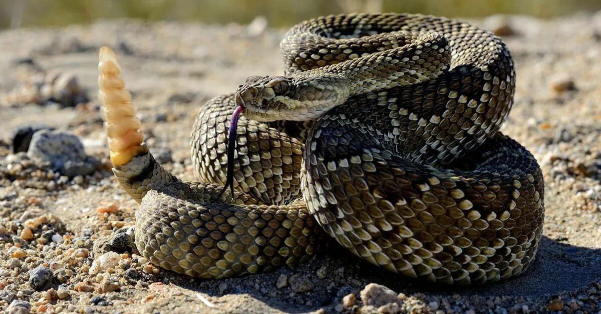 Rattlesnake ready to strike. #snake #snakes #rattlesnake Rattlesnake, Snake, Rat