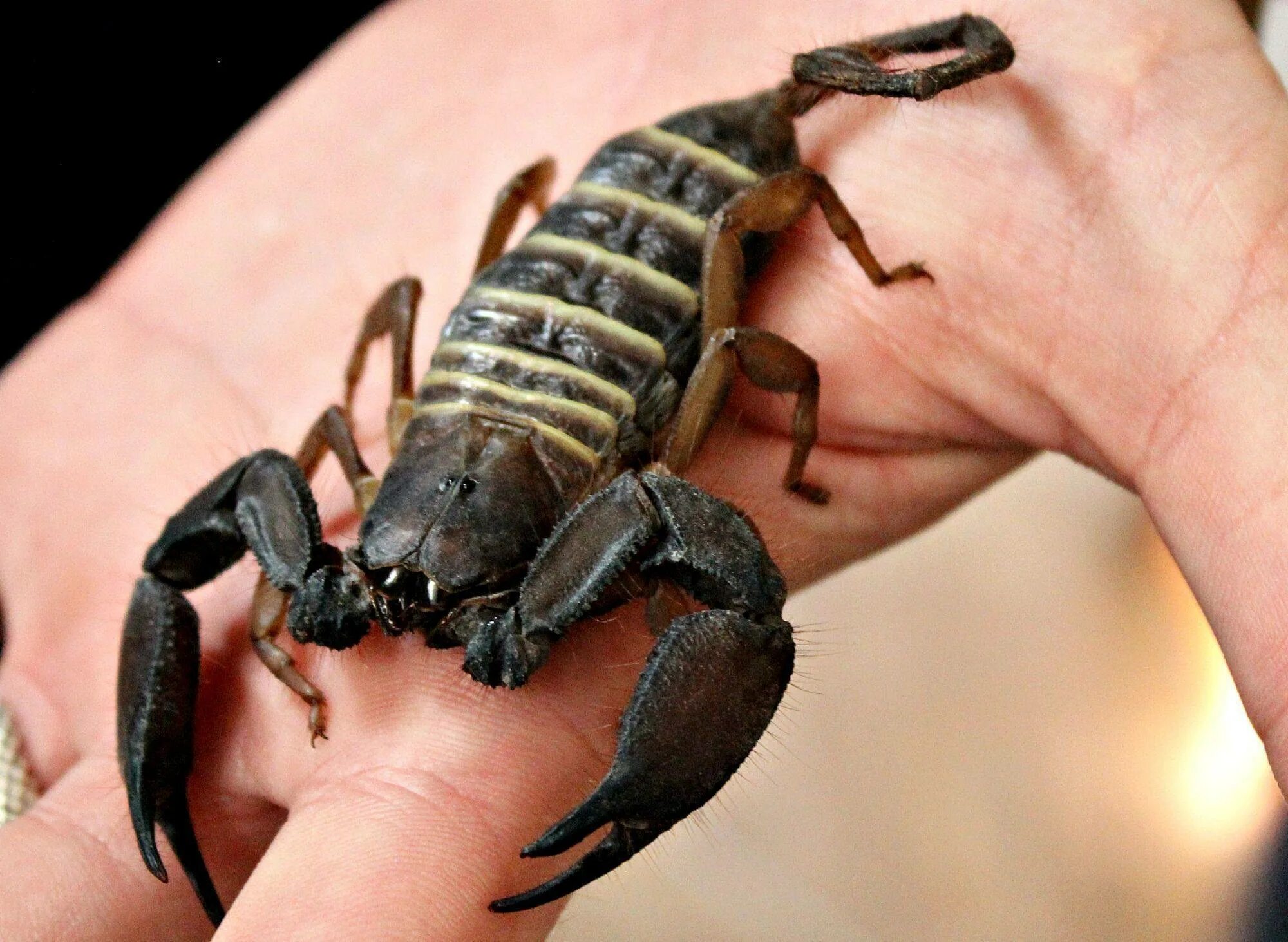 Скорпион пандинус Император. Скорпион Microtityus Minimus. Императорский Скорпион. Androctonus bicolor.