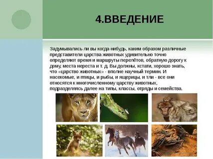 Индивидуальный проект на тему животных