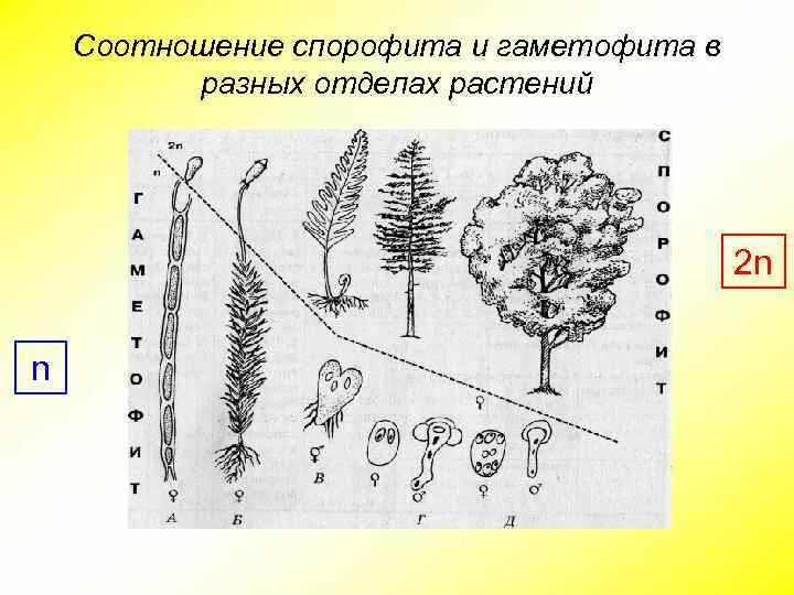 Гаметофит зеленых водорослей чем представлен