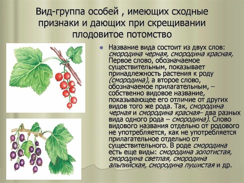 Вид и род смородина красная. Смородина красная вид и род растения. Вид группа особей обладающих сходными. Примеры видовых названий смородина. Черная смородина слова текст