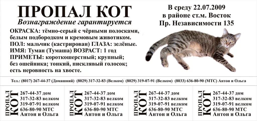Как лучше сформулировать запрос чтобы найти кота. Объявление о пропаже кота. объявление о пропаже кошки. макет объявления о пропаже.