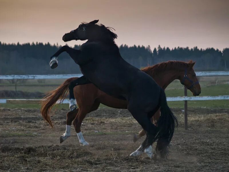 настоящая лошадь. пони в прыжке фото. настоящие лошадки. лонг хорс пони. лошади настоящие линда.