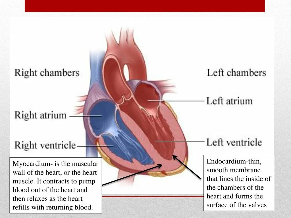 В правый желудочек сердца человека поступает. Камеры сердца (предсердия, желудочки). Левое предсердие правый желудочек. Левый и правый желудочек сердца. Строение сердца желудочки предсердия.
