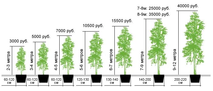 Сколько растет 1 дерево. Скорость роста березы. Средняя высота березы. Размеры деревьев. Береза высота дерева.