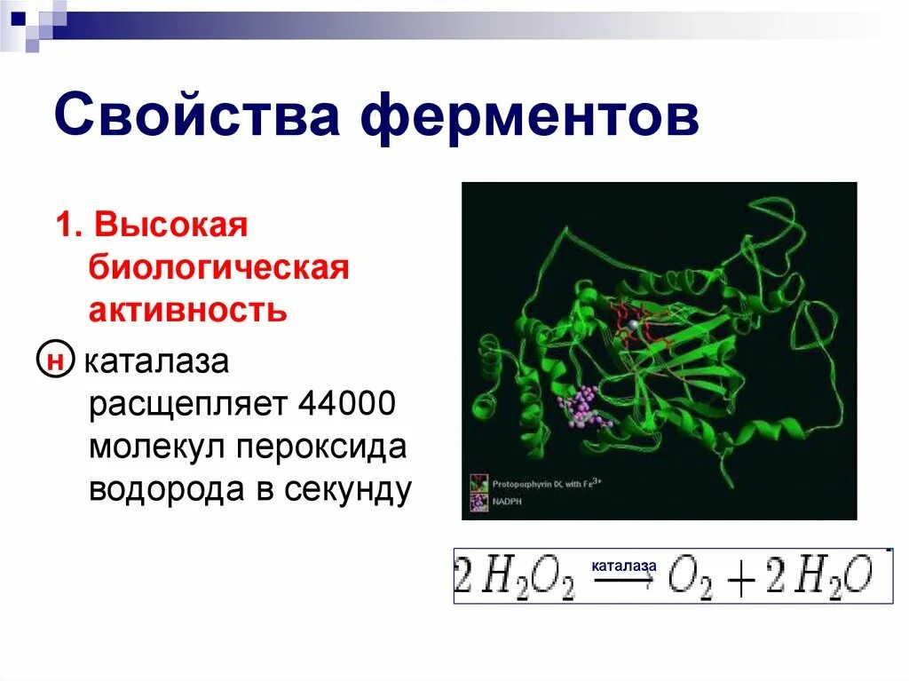 2 свойства ферментов. Характеристика ферментов биохимия. Биологическая активность ферментов. Биологические свойства ферментов. Ферменты и их характеристика.