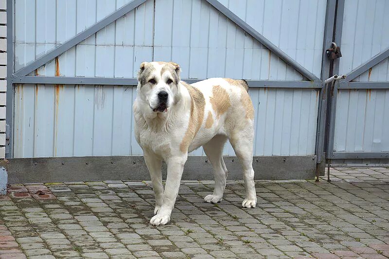 волкодав алабай. алабай в квартире. алабай в доме. алабай живет дома. среднеазиатская овчарка алабай злая.