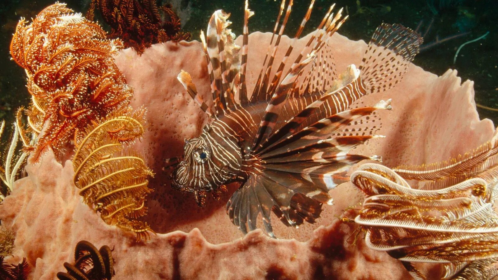 Подводный мир кораллы. Красивые морские животные. Обитатели красного моря. Беспозвоночные морские животные.