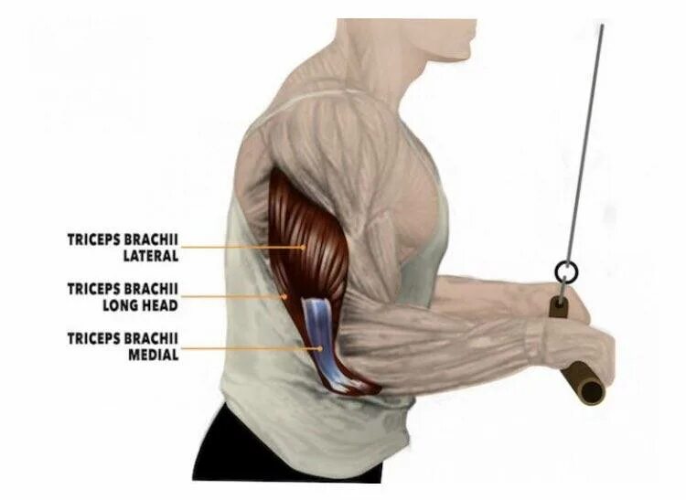 Как накачать длинную. Трицепс строение мышцы. Медиальная головка трицепса. Головки трицепса анатомия. Длинная головка трицепса анатомия.