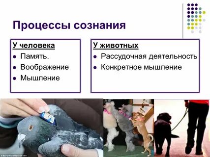 И человек и животное обладают связной речью