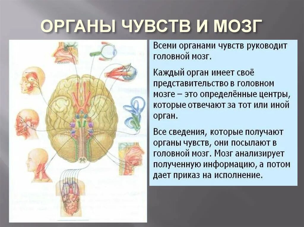 Органы чувств сердце. Органы чувств. Информация от органов чувств поступает в. Головной мозг органы чувств. Связь головного мозга с органами.