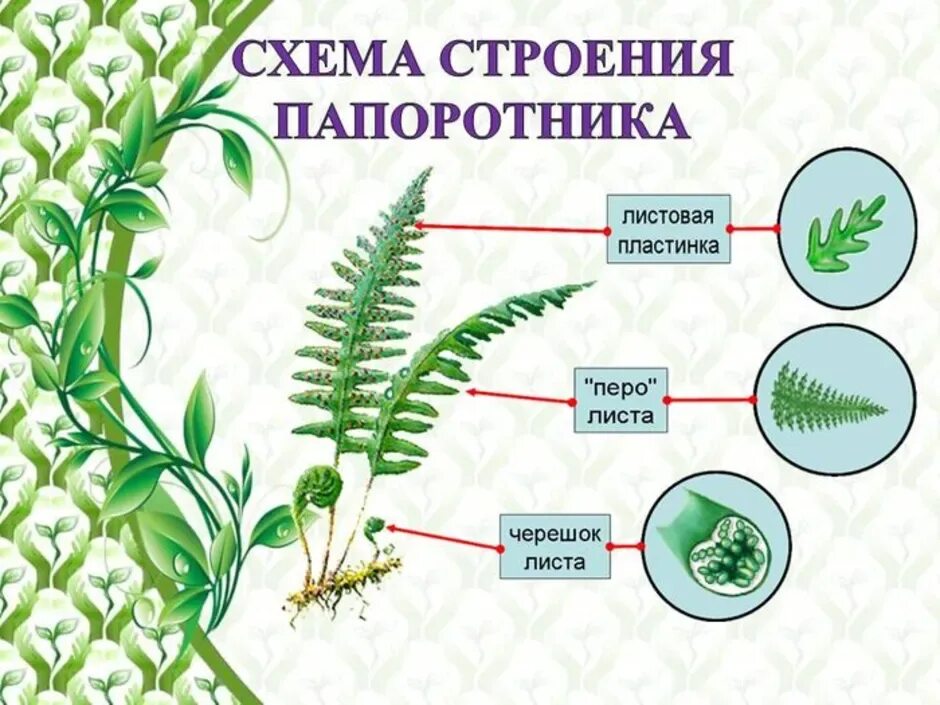 Какие особенности строения и физиологии папоротникообразных