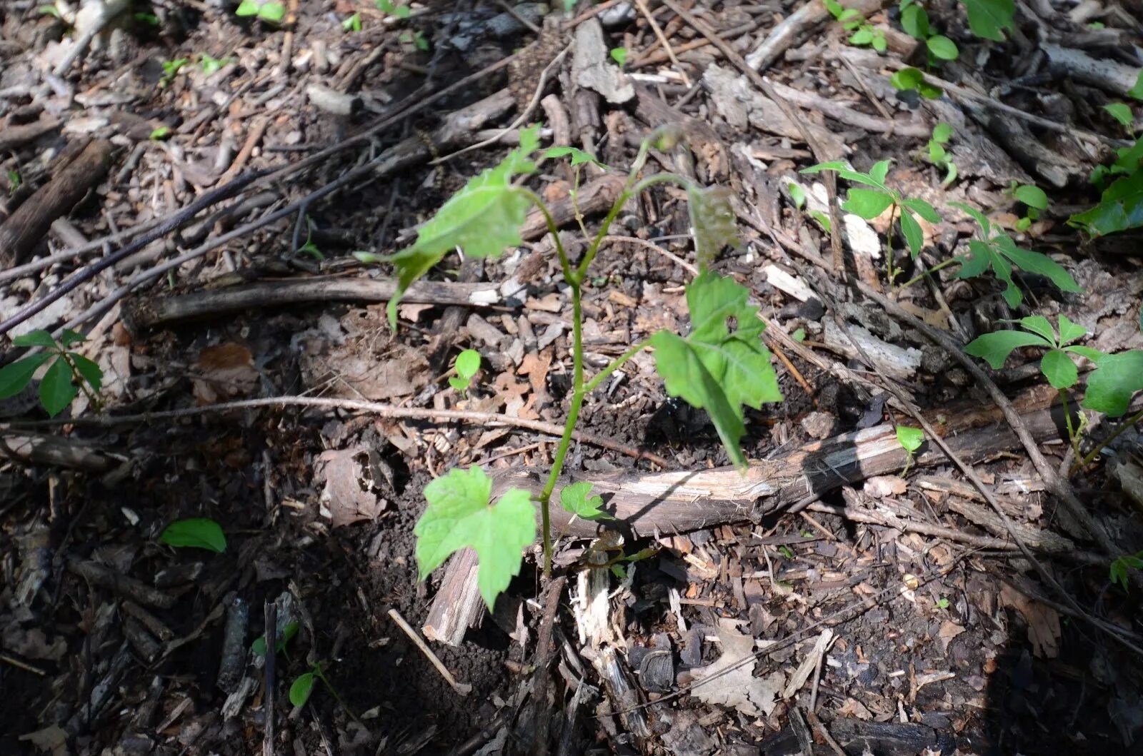 Девичий корень. Глубина корней девичьего винограда. Вымерзание корней винограда. Черенковать девичий виноград. Черенковать девичий виноград.